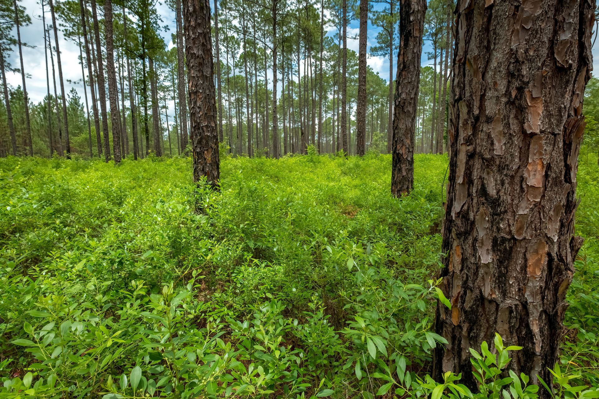 a forest filled with lots of trees and lots of green plants .