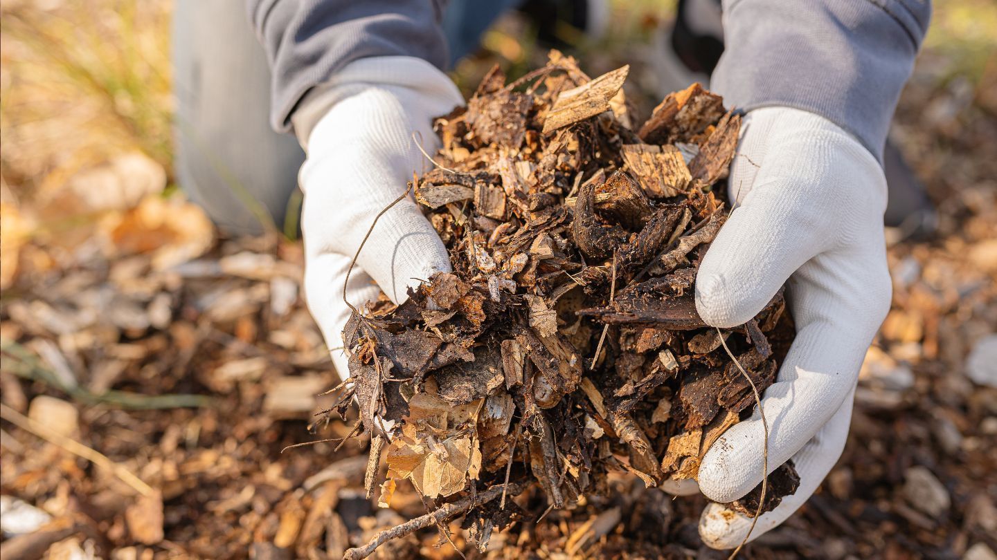 Person wearing white gloves holding a handful of wood chips.