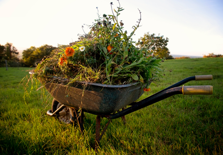 Wheelbarrow filled with weeds and wildflowers in a sunny field.