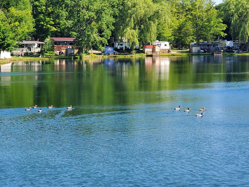 a group of ducks are swimming in a lake surrounded by trees .