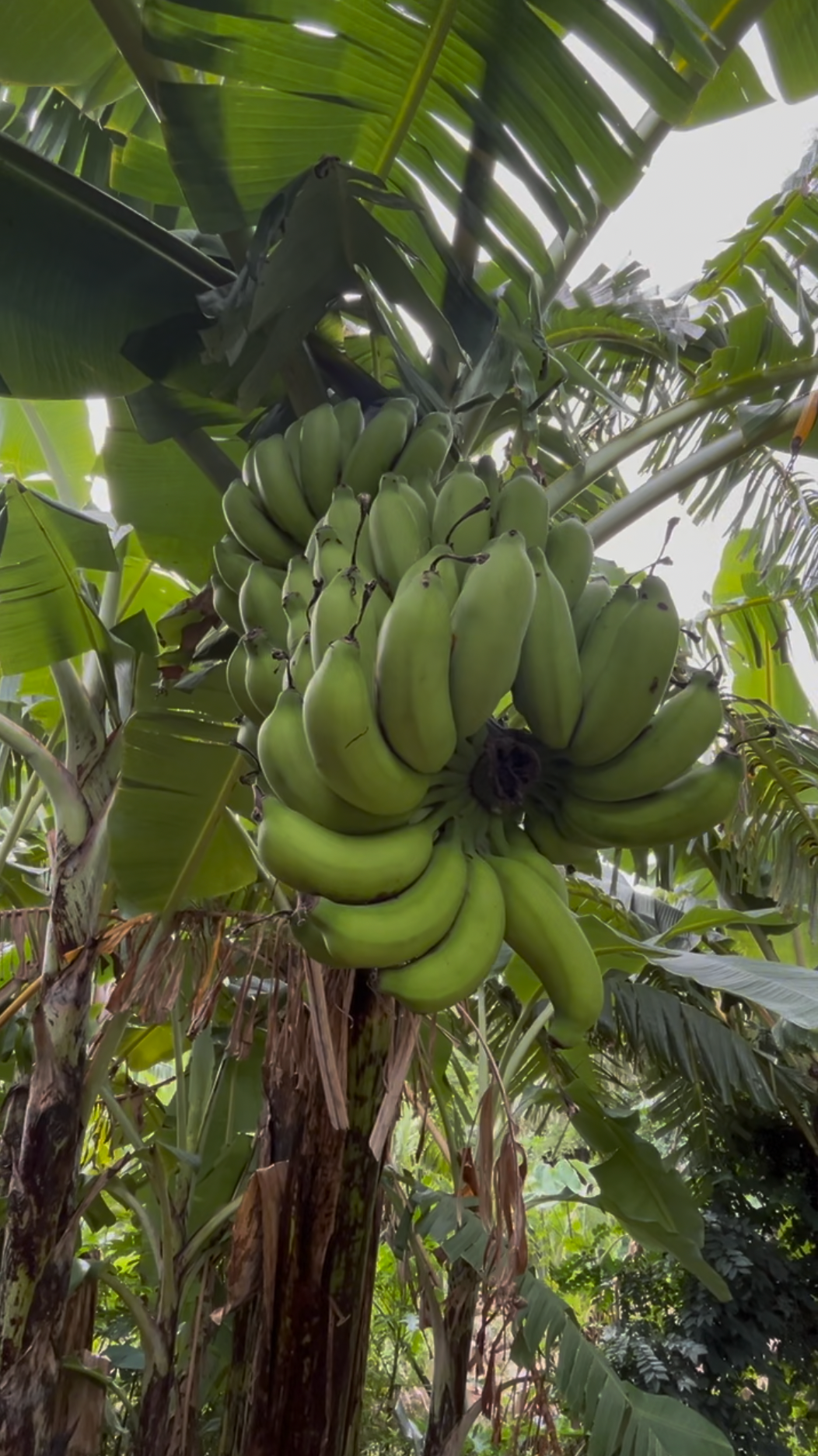 Green bananas hanging from a banana tree in a natural setting.