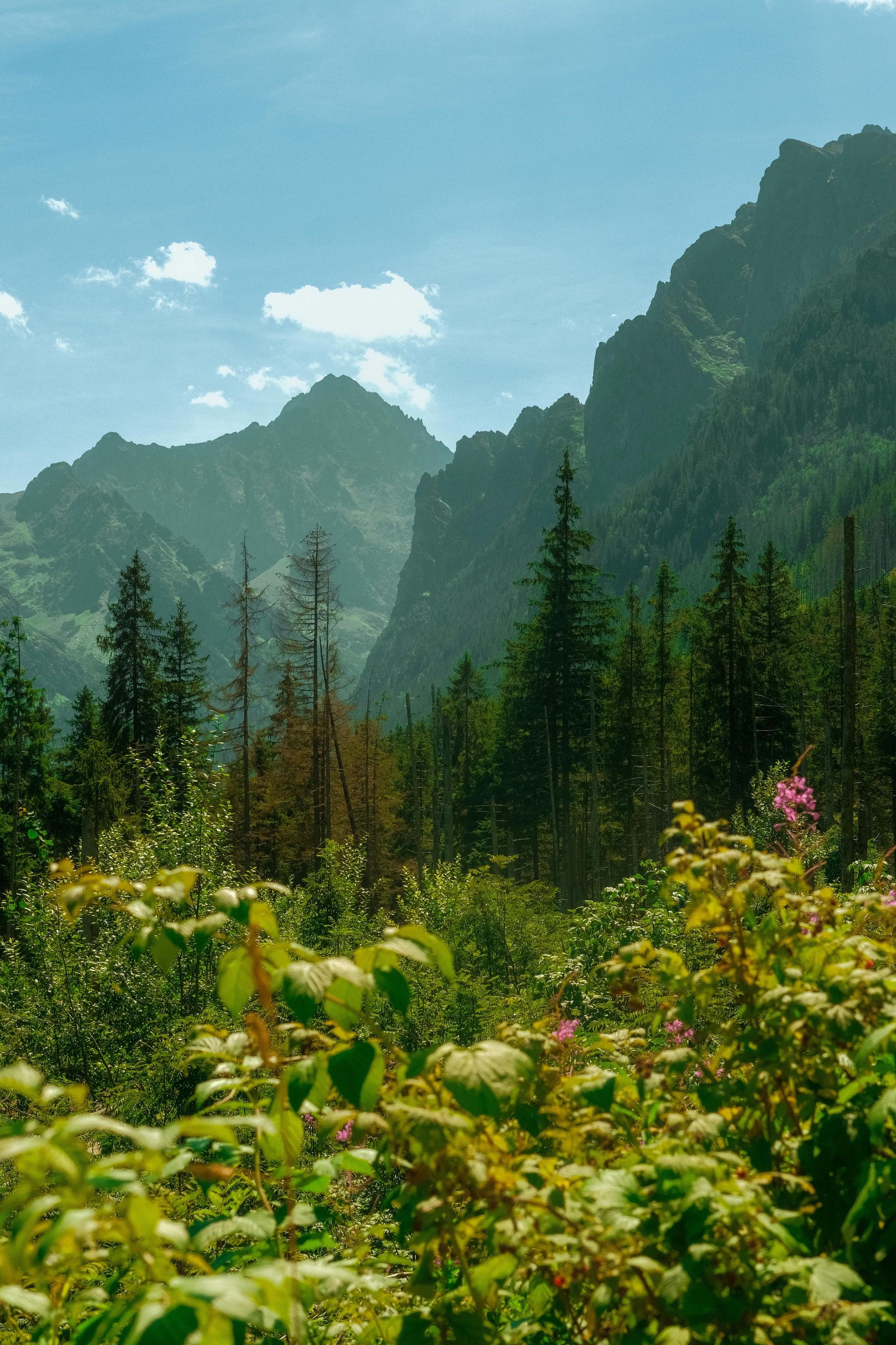 Jagged mountain peaks rise behind a lush forest of pine trees and foreground wildflowers under a bright blue sky.
