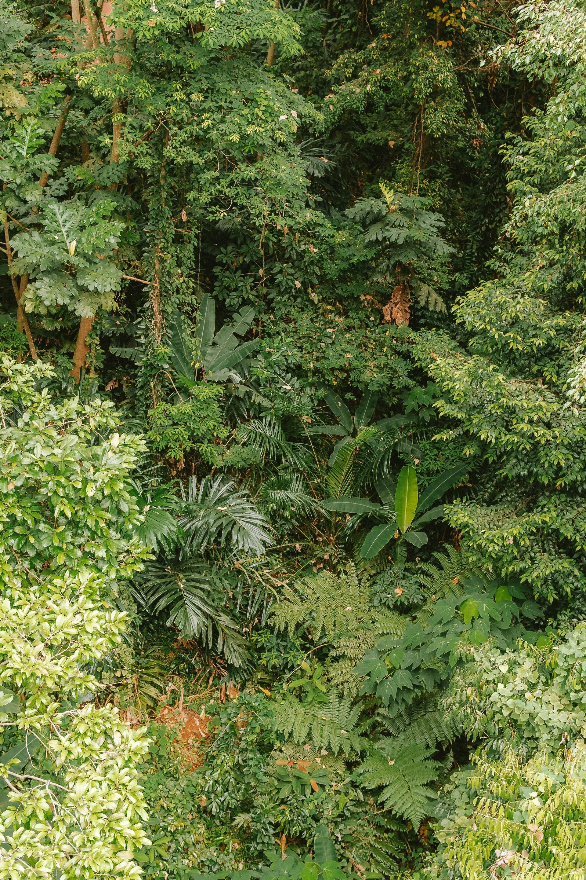 A dense forest canopy viewed from above, featuring various shades of green foliage and dappled sunlight.