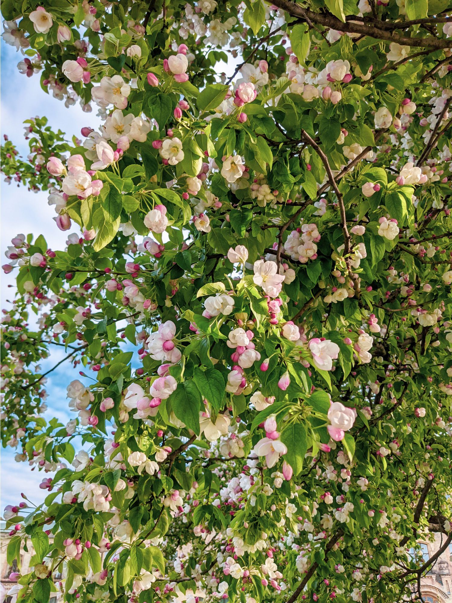 An apple tree in full blossom. 