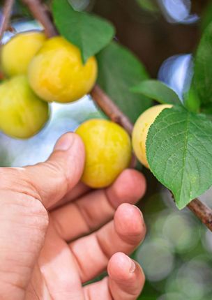 Man picking a ripe apricot from a tree in his permaculture garden. 