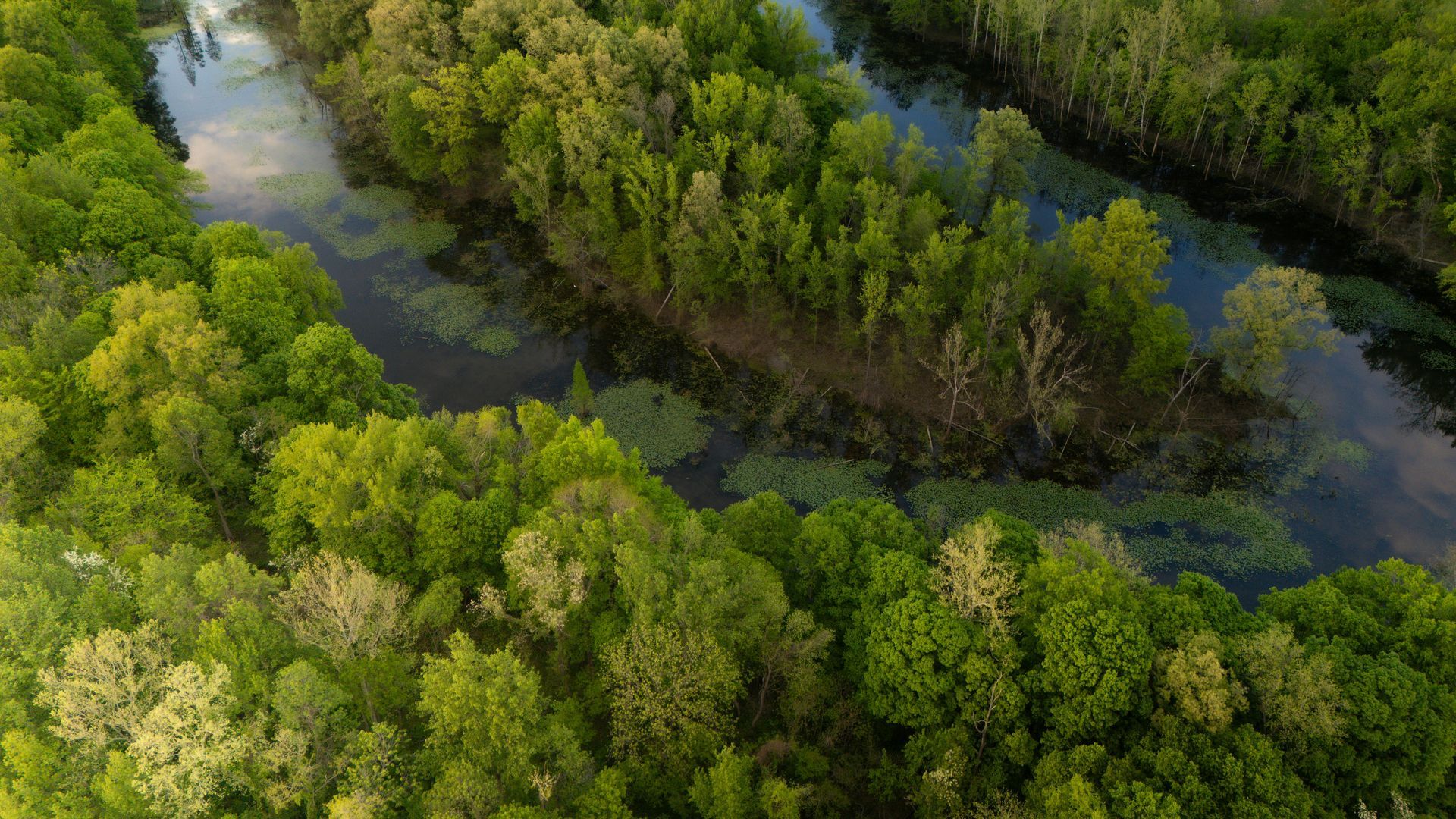 An aerial view of a narrow, winding river flowing through a lush, green forest filled with dense trees and vegetation.