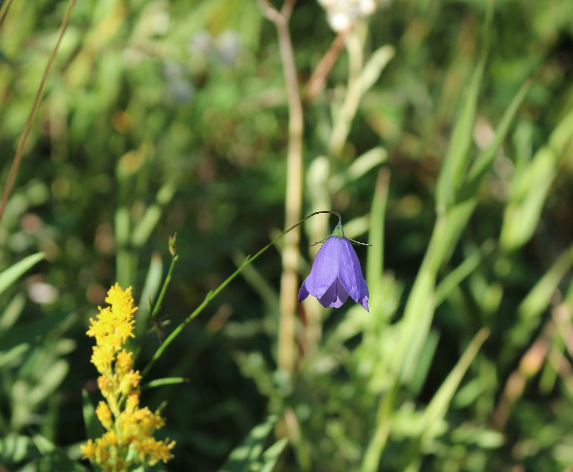A native wildflower field in a botanical garden