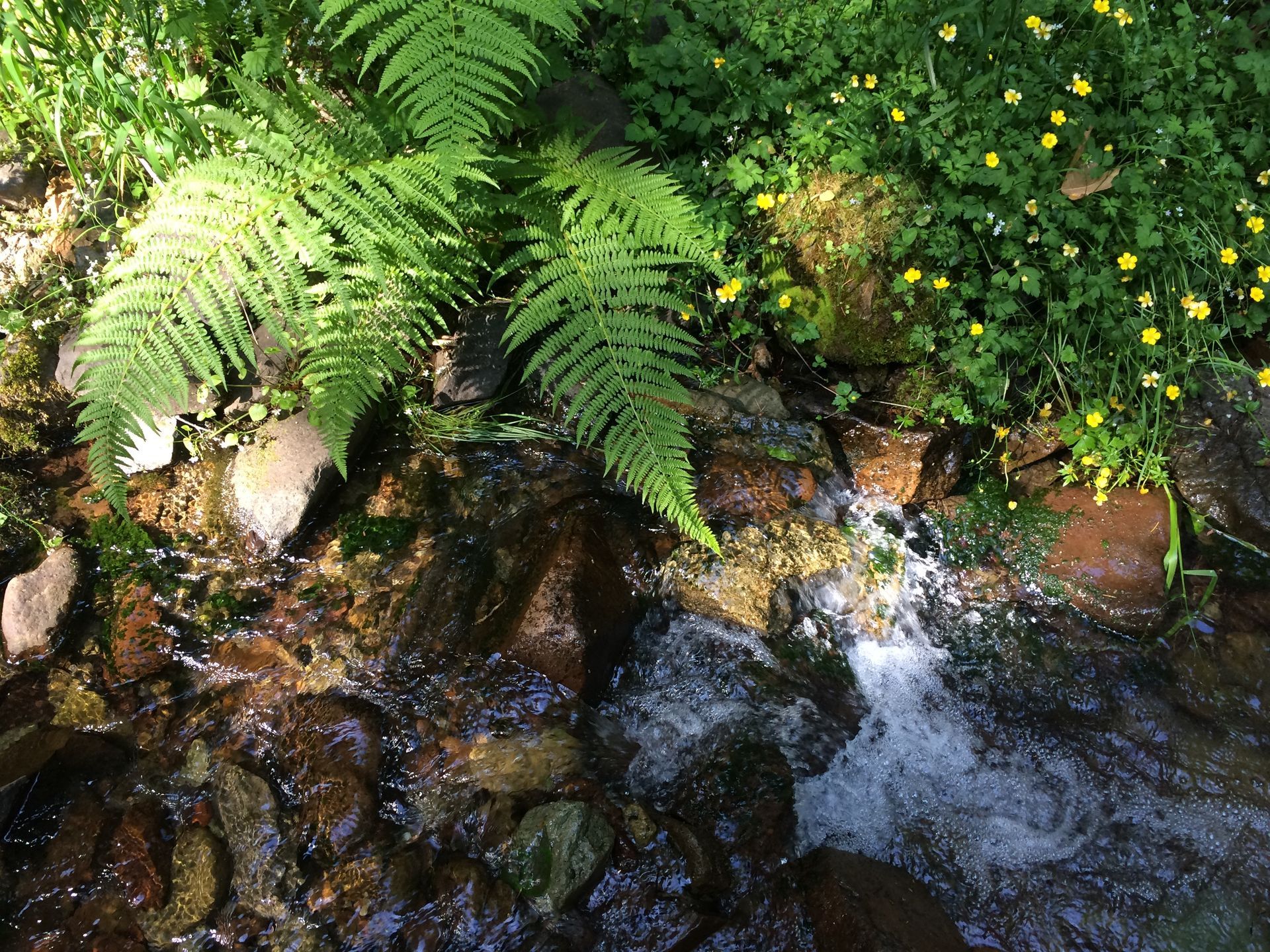 Ferns and yellow wildflowers overhang a rocky stream with splashing water.