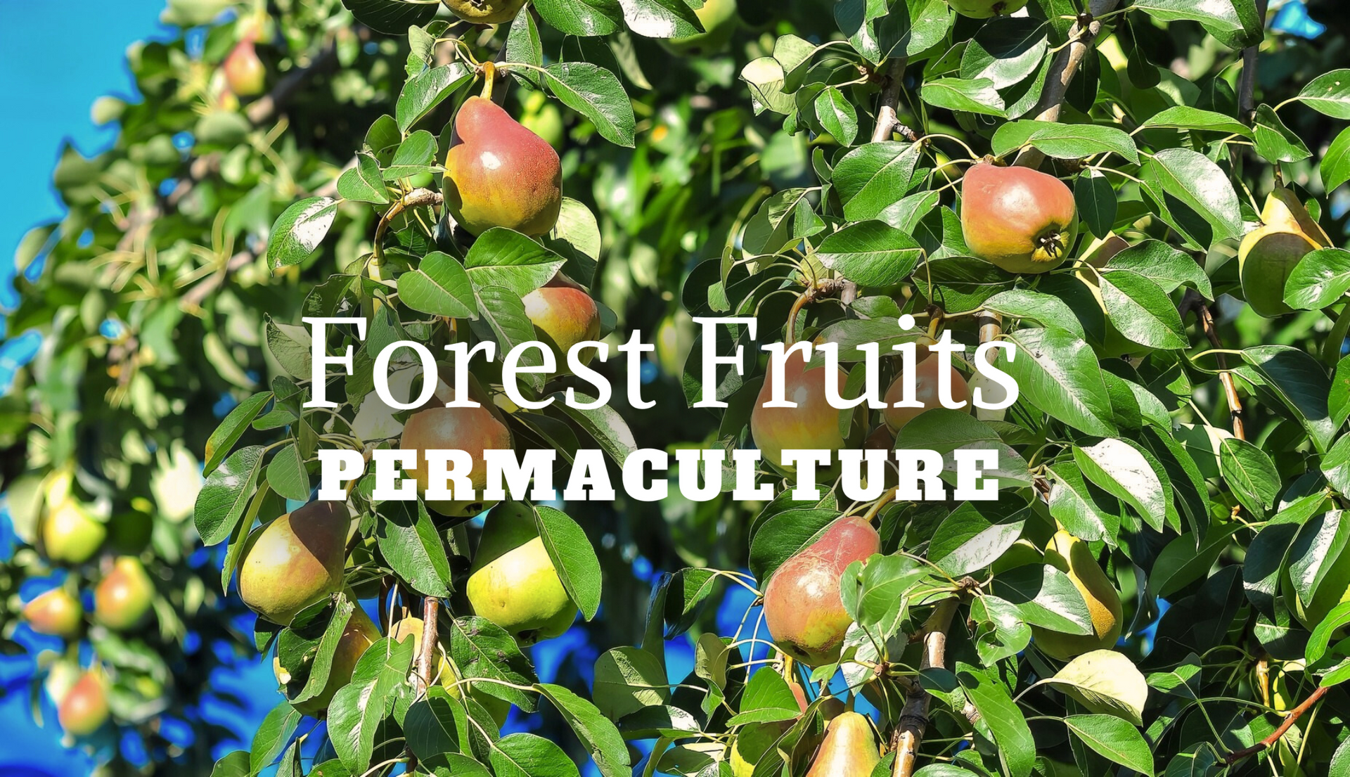 Pears hanging on a tree, with text overlay