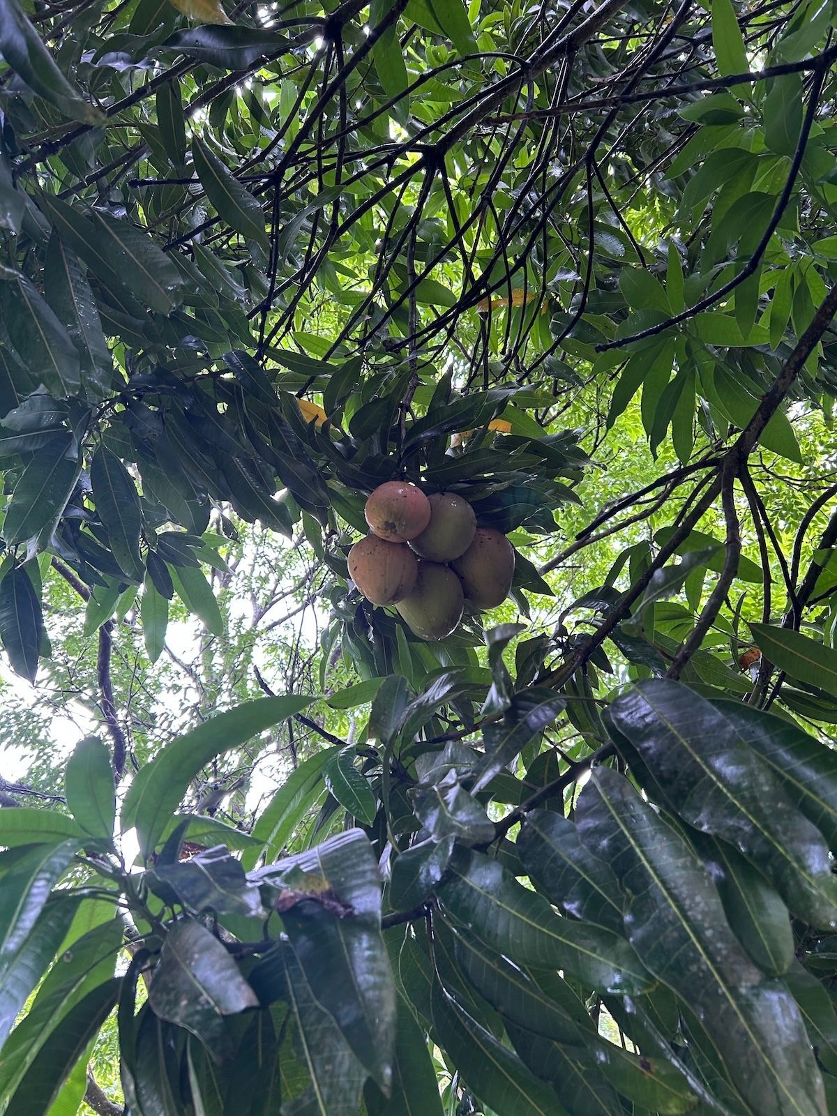 Bunch of mango fruits hanging on a tree with green leaves and many branches.