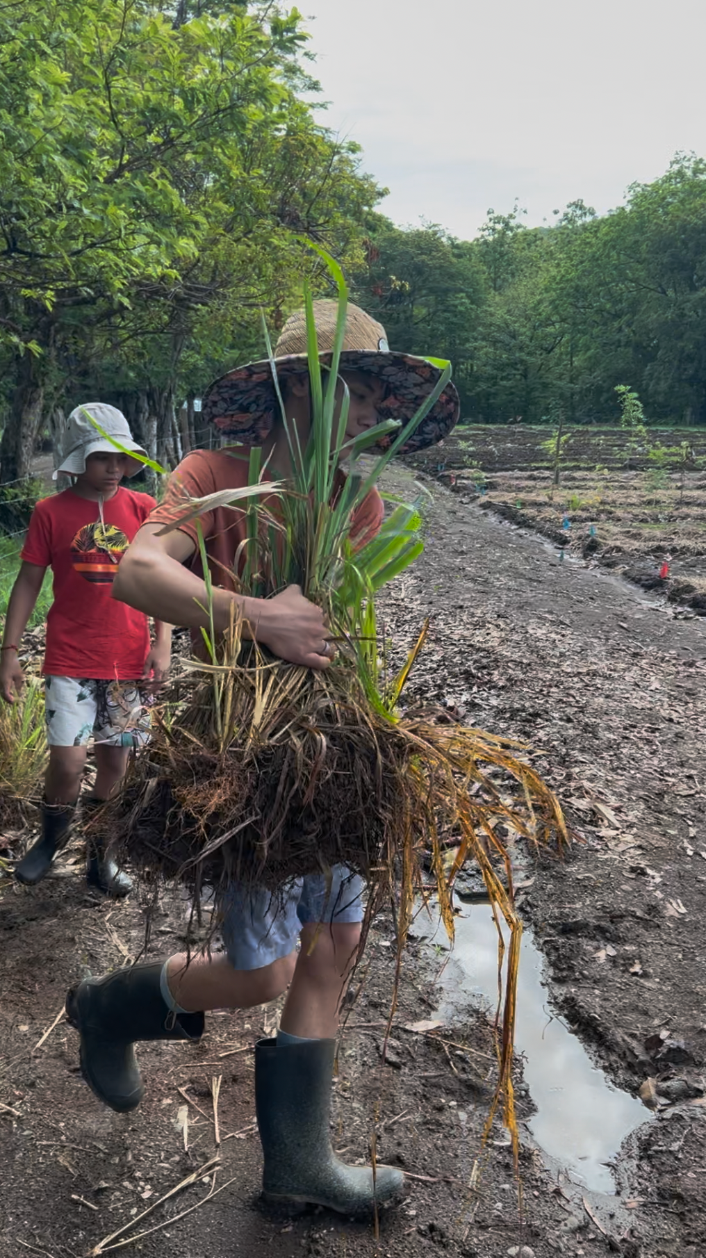 Young person carries a grass plant with exposed roots across muddy field. Another young person follows.