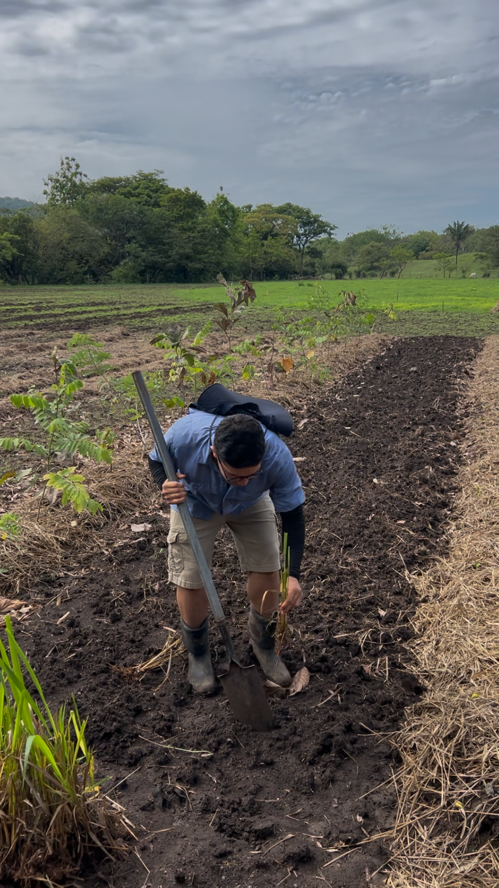 Man planting grass in a new syntropic agroforestry plot. Brown earth, green trees, cloudy sky.
