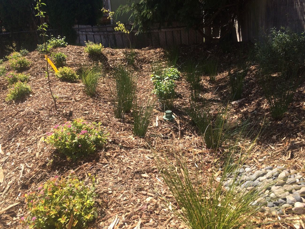 A planted rain garden with mulch, various green plants, and a partial view of a fence in the background.