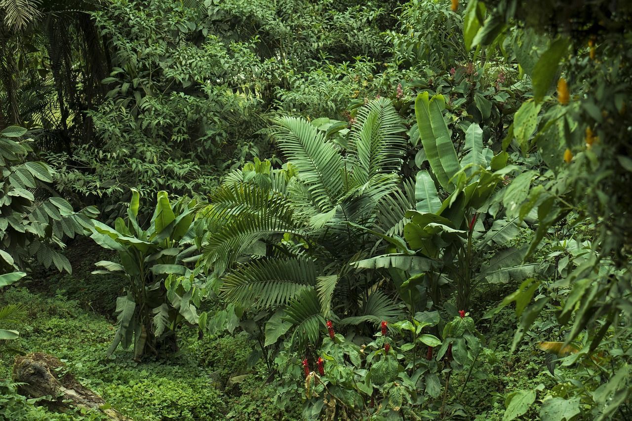 Lush green tropical rainforest with various plants, including ferns and broad-leafed trees.