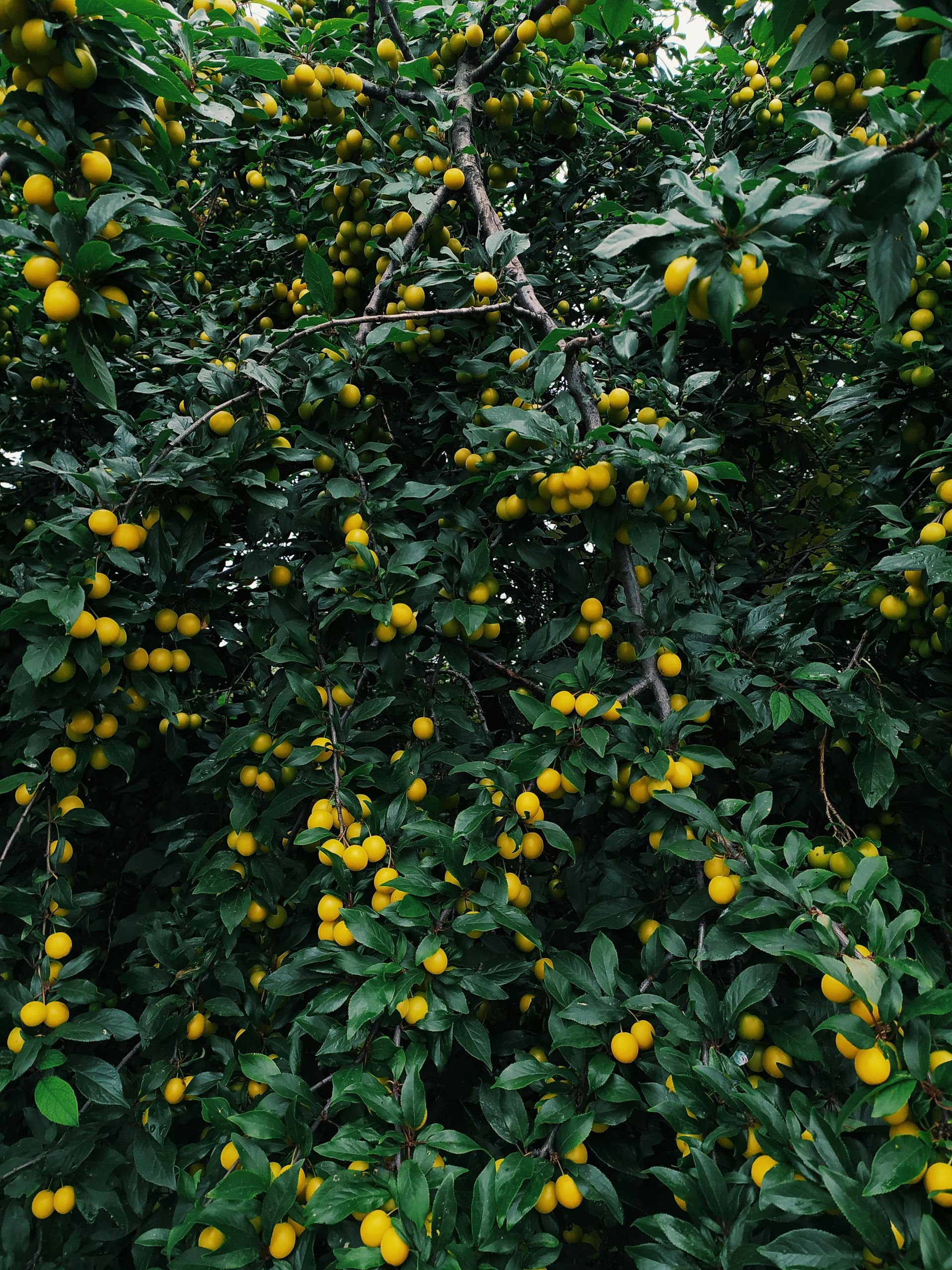 A dense, lush tree filled with hundreds of small, bright yellow fruits hanging from its branches among dark green leaves.