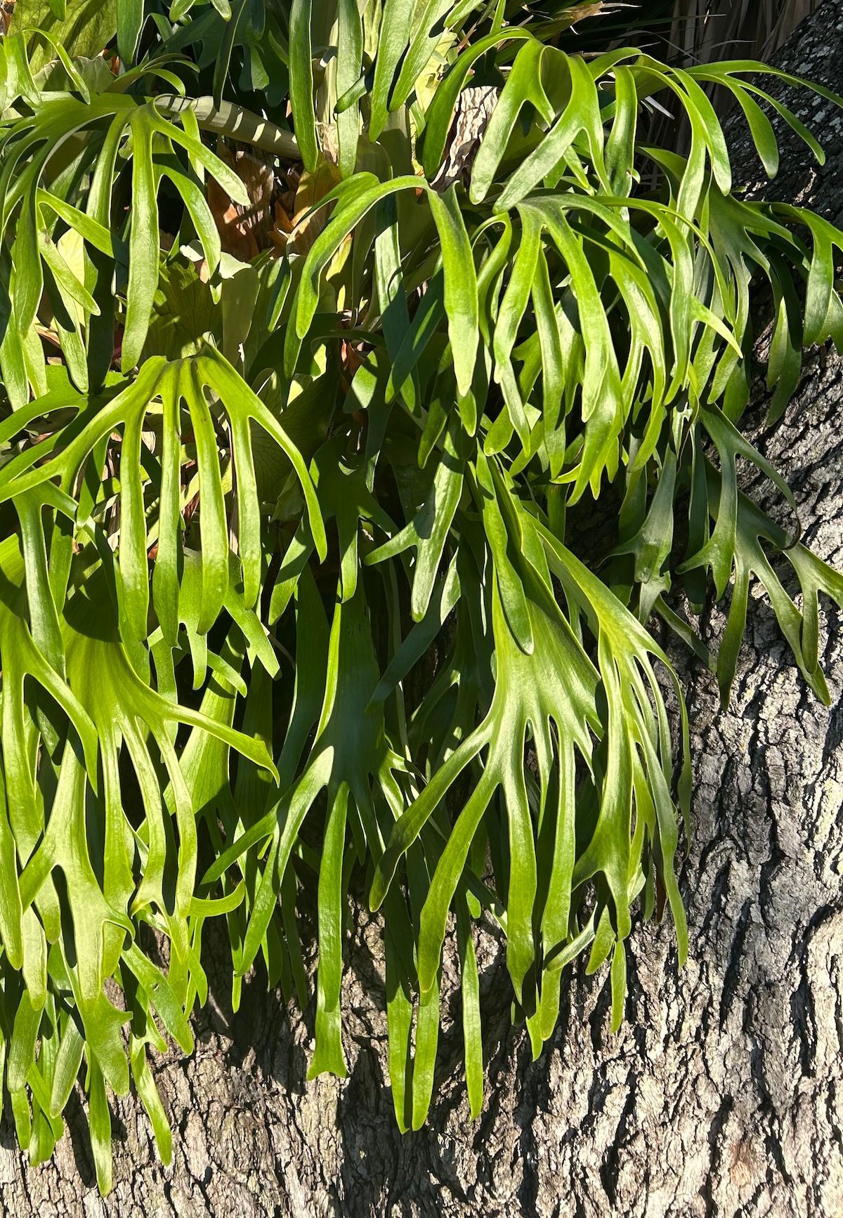 Green, forked staghorn fern growing on a tree trunk.