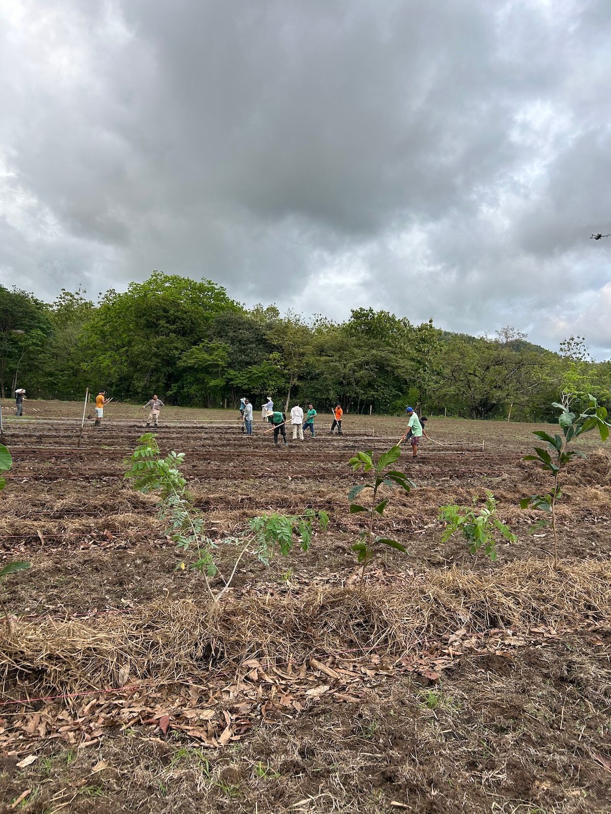 A group of people planting crops in a syntropic agroforestry plot under a cloudy sky.