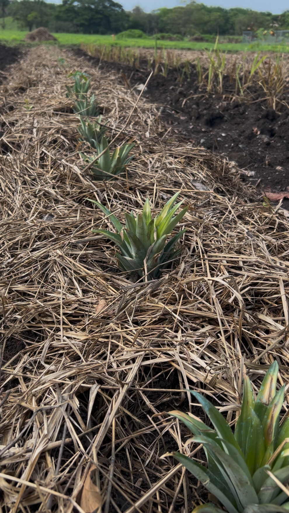 Rows of pineapple plants growing in a field, covered in straw. A row of newly planted grasses lines the adjacent garden bed.