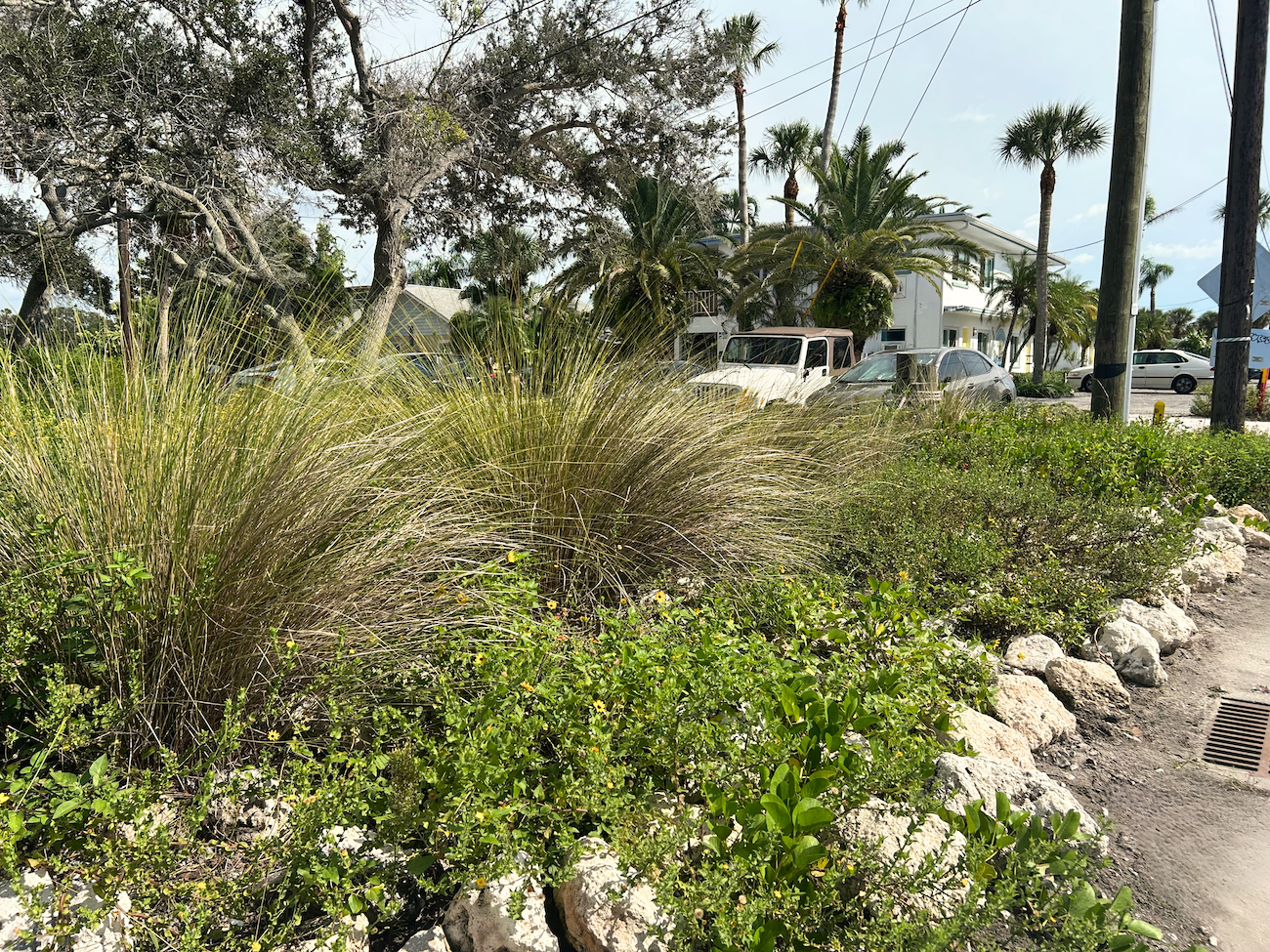Beach Grasses, Beach sunflower under oak trees in front of a road with buildings and palm trees in the background.