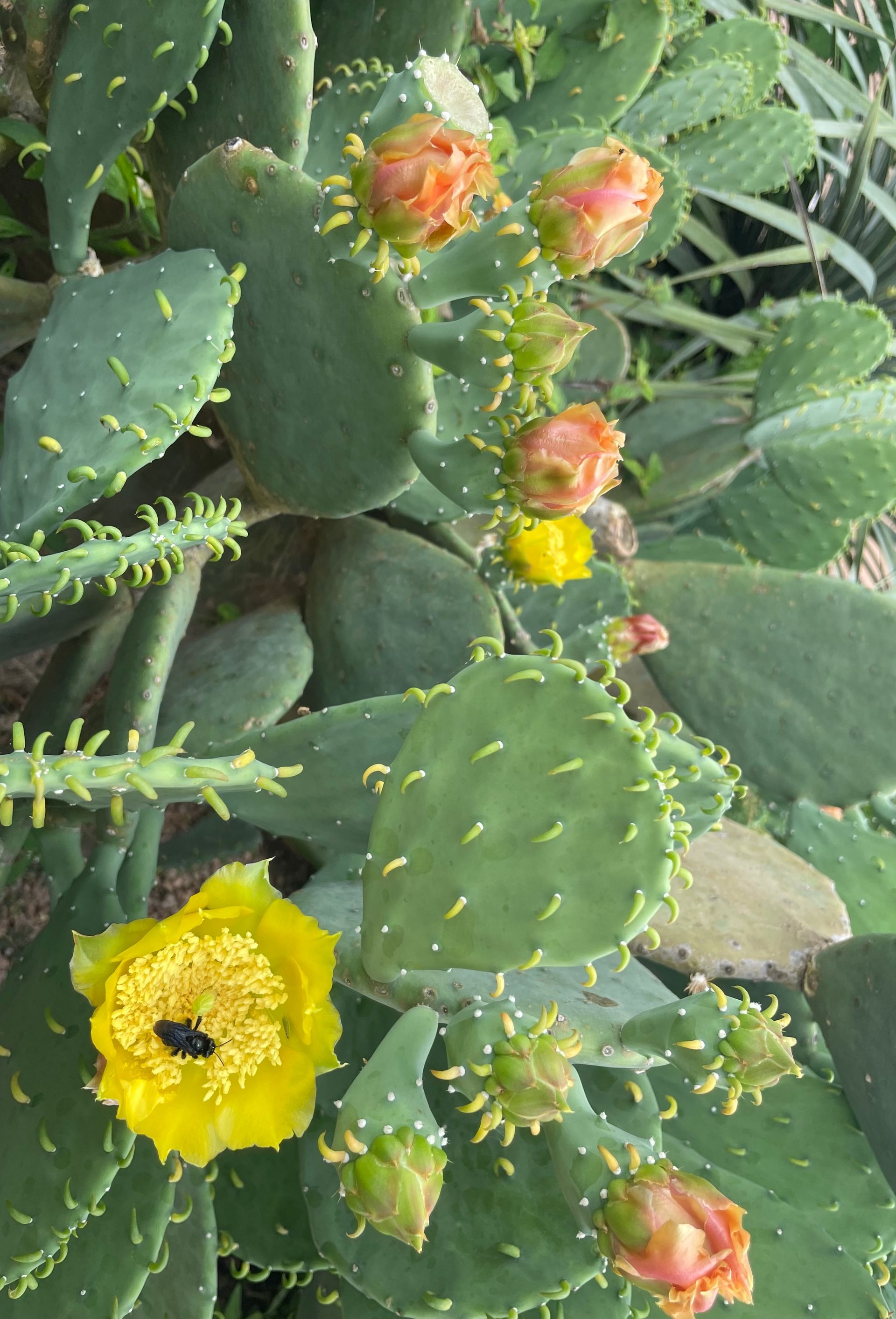 A heartily flowering prickly pear plant, or Opuntia Cactus. 