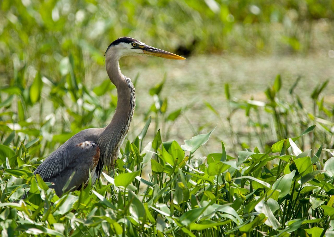 Great Blue Heron in green vegetation.