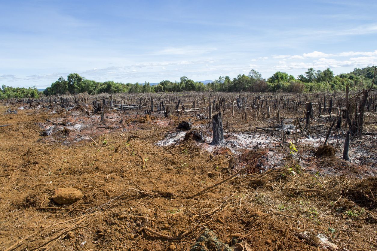 Burned field with charred stumps, brown soil, and a line of green trees against a blue sky in the Brazilian Amazon.
