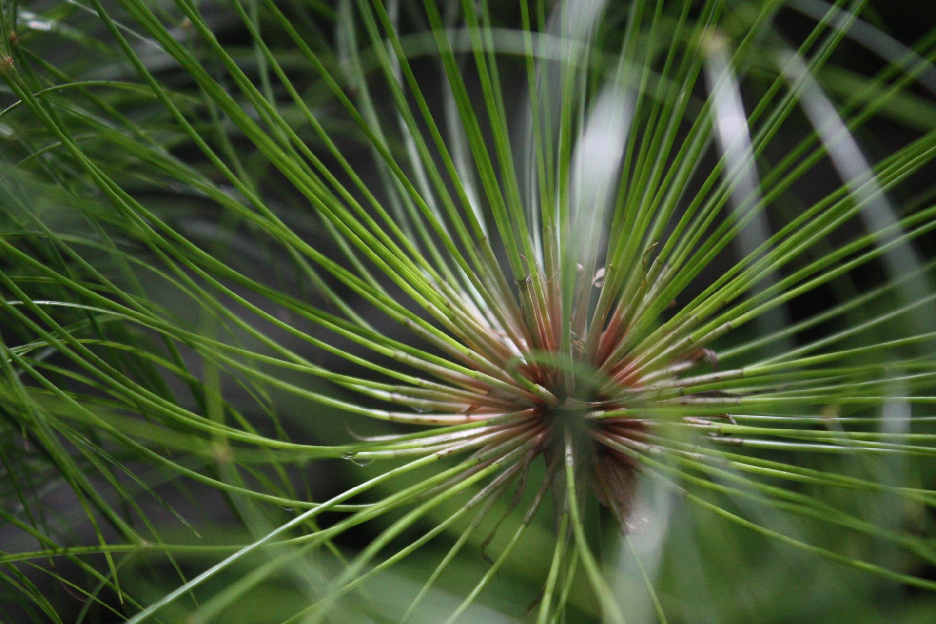 Green, radial, needle-like leaves emanating from a central, reddish-brown core, close-up shot.