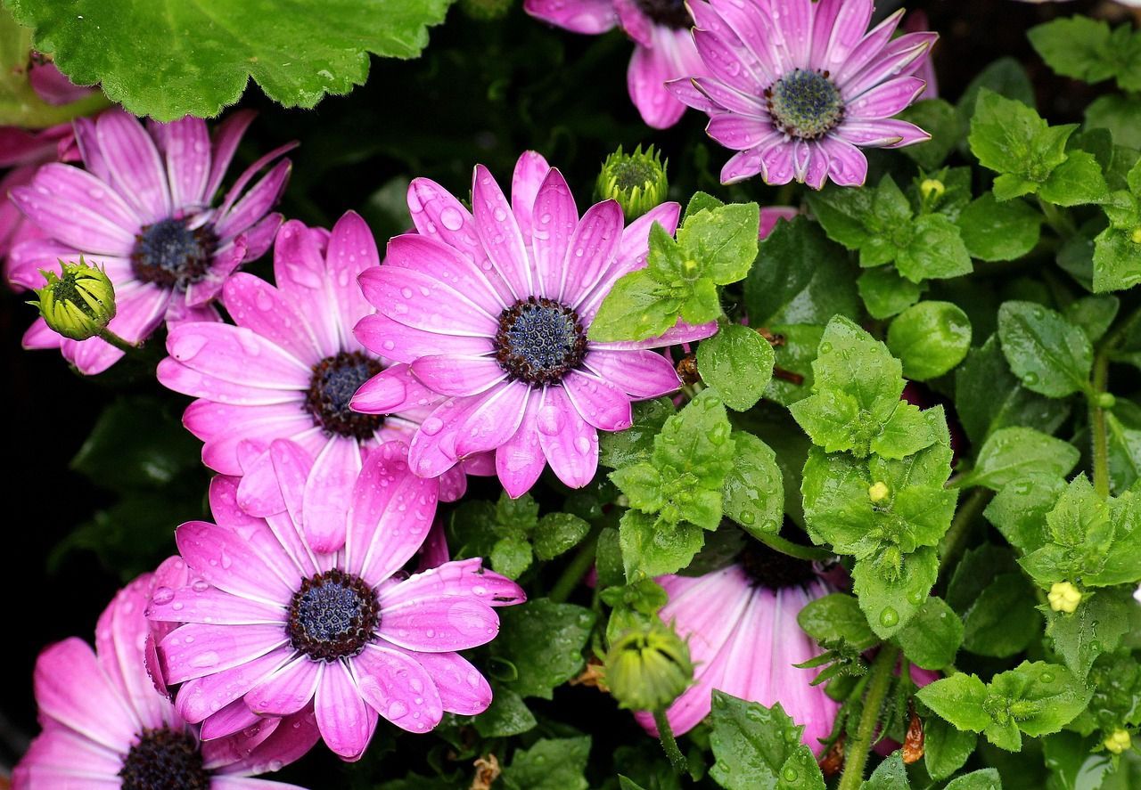 Pink Flowers called bone seed, or Osteospermum, belonging to the daisy Asteraceae family