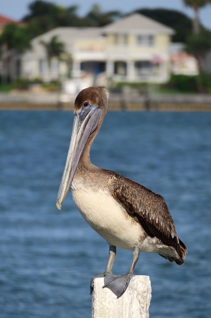 Brown pelican perched on a white post, with water and a beach house in the background.