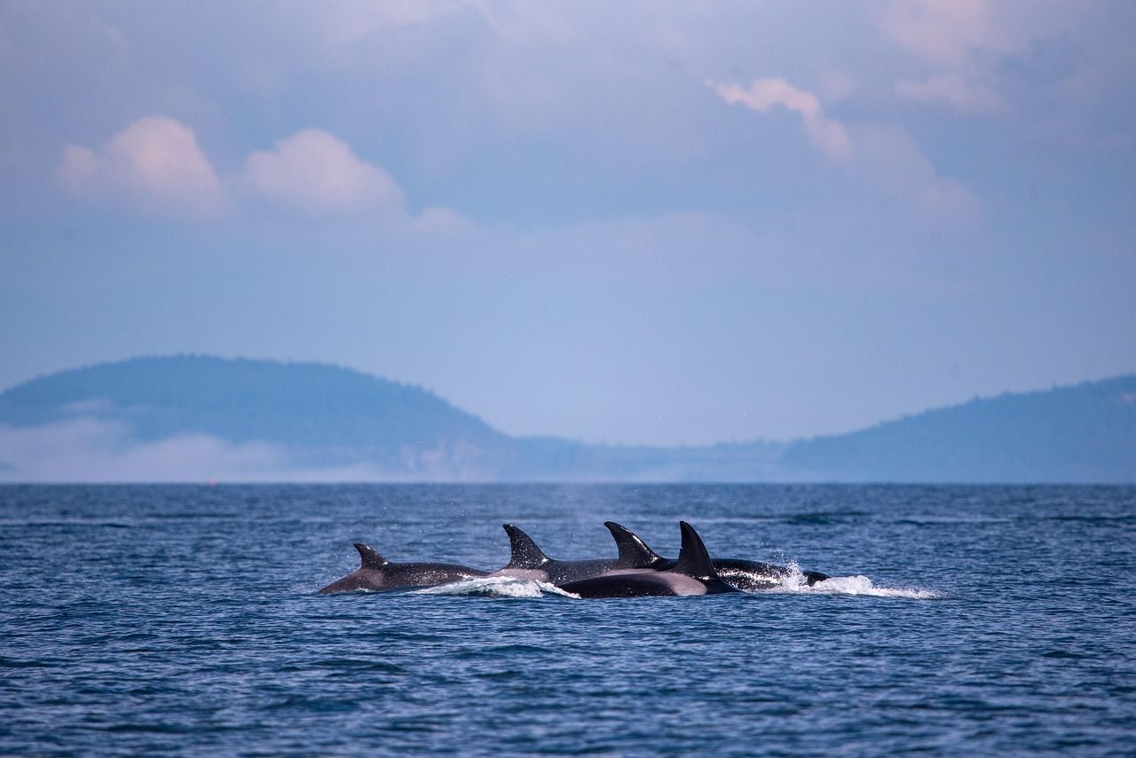 Orca whales swim in a pod in the Puget Sound, with forested hills in the background.