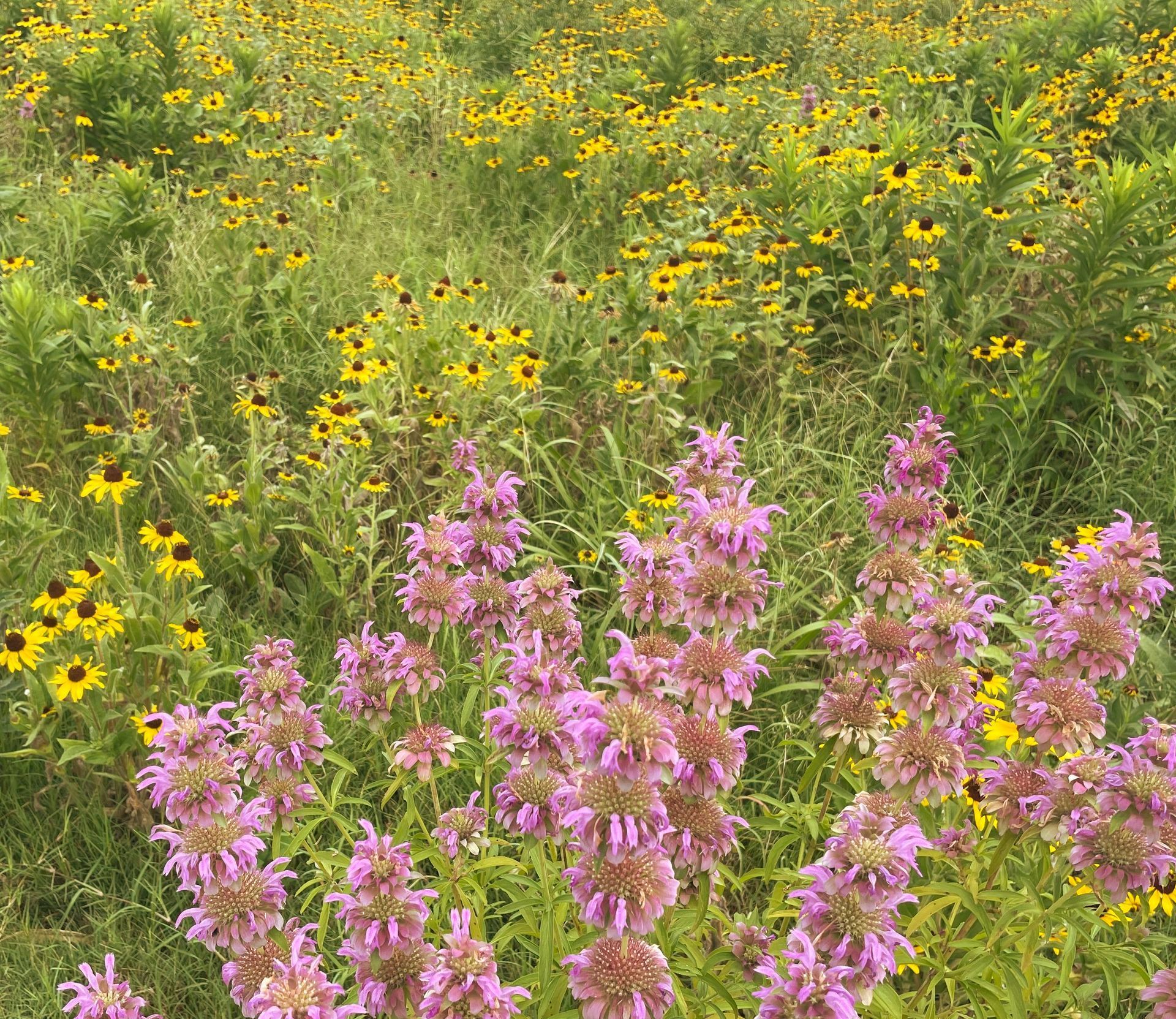 A native wildflower field of Beebalm and black-eyed Susan in a botanical garden