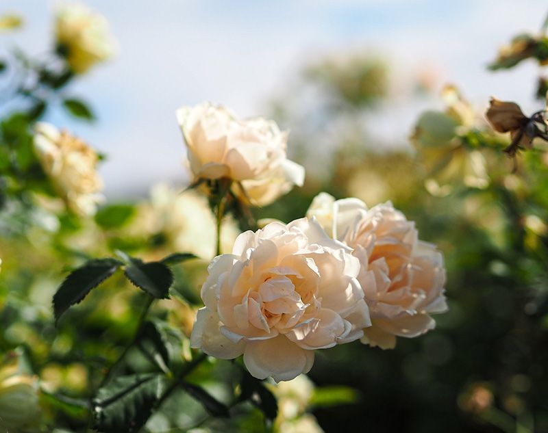 a bunch of white roses are growing on a tree .