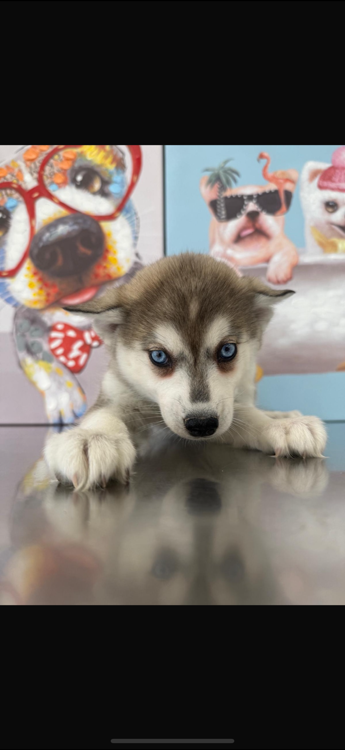 American Eskimo Puppy