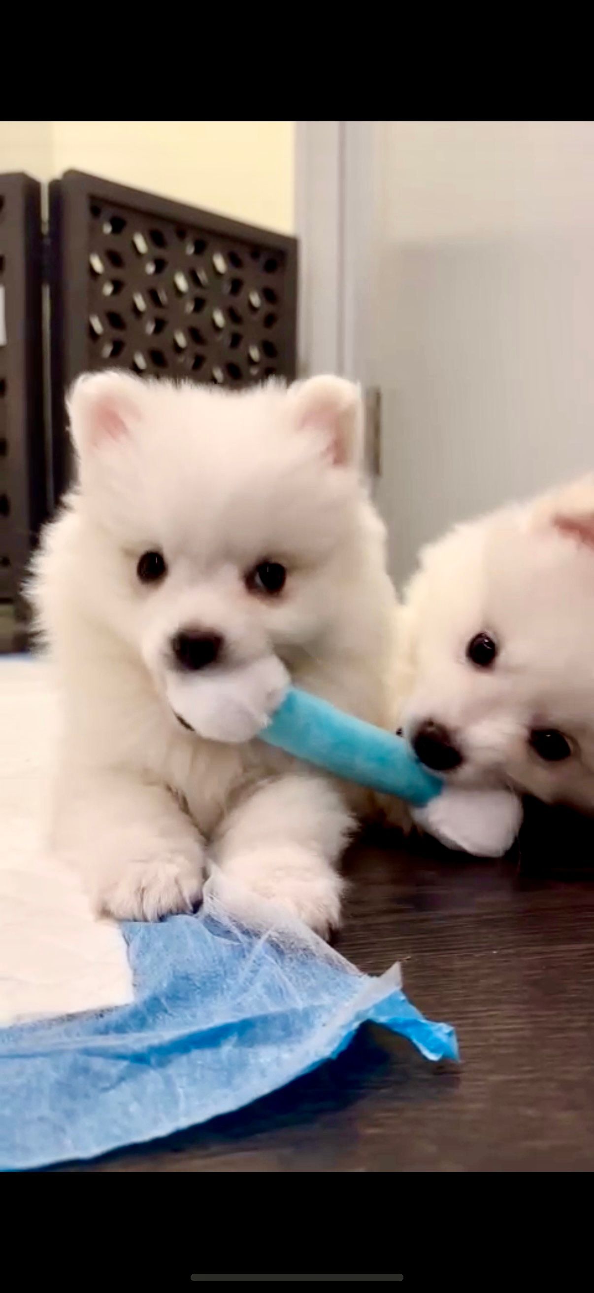American Eskimo Puppies