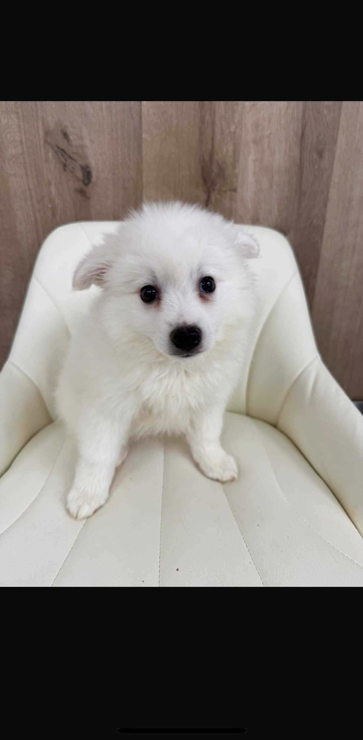 American Eskimo Puppies
