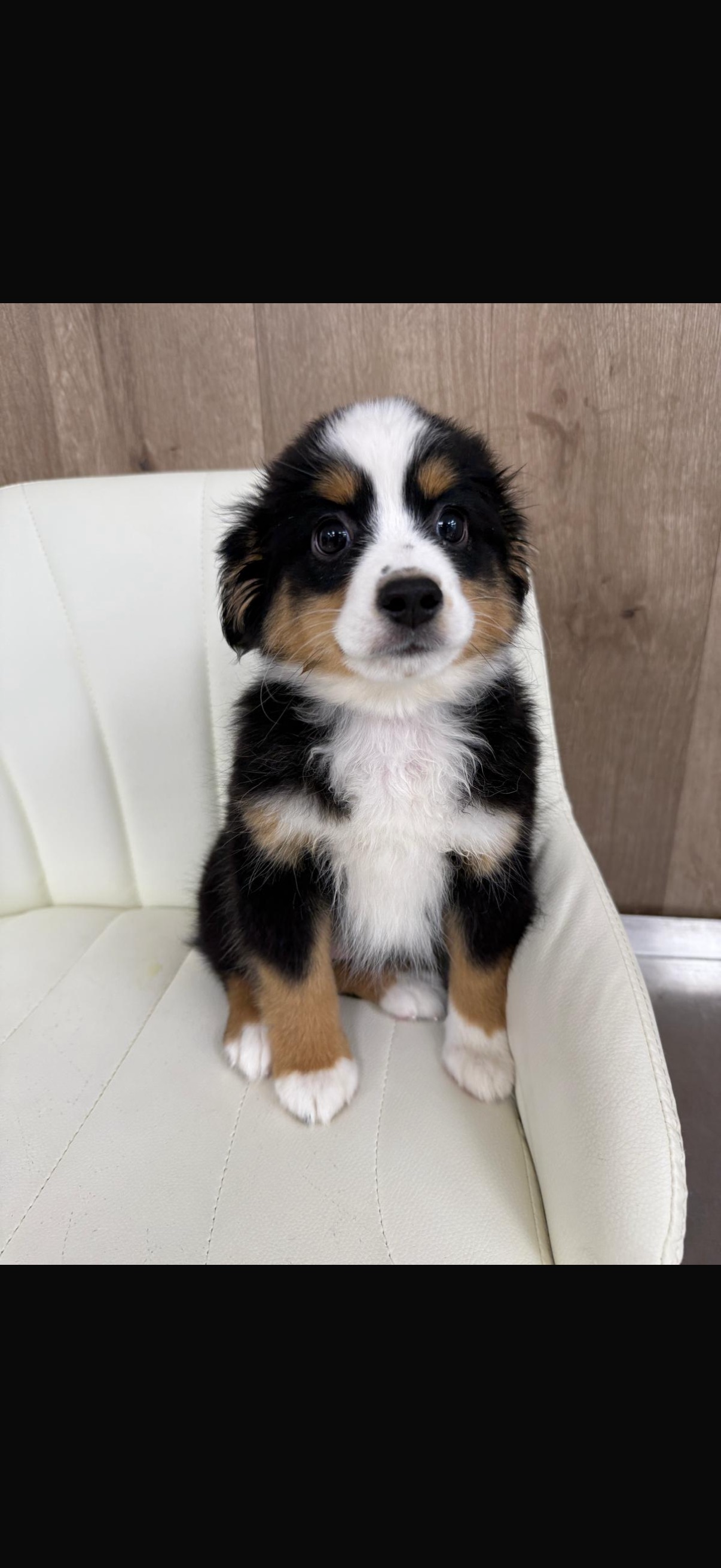Australian Shepard Puppy