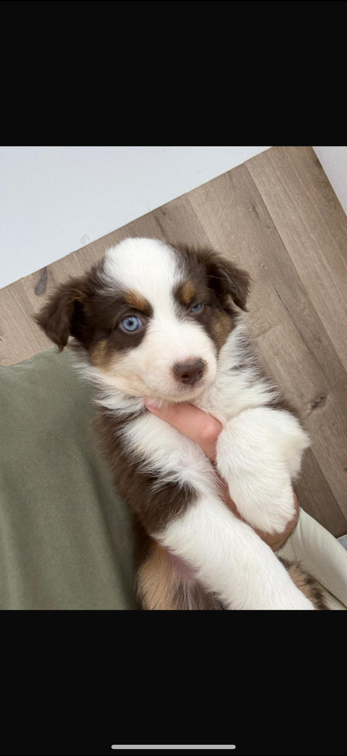 Australian Shepherd Puppies