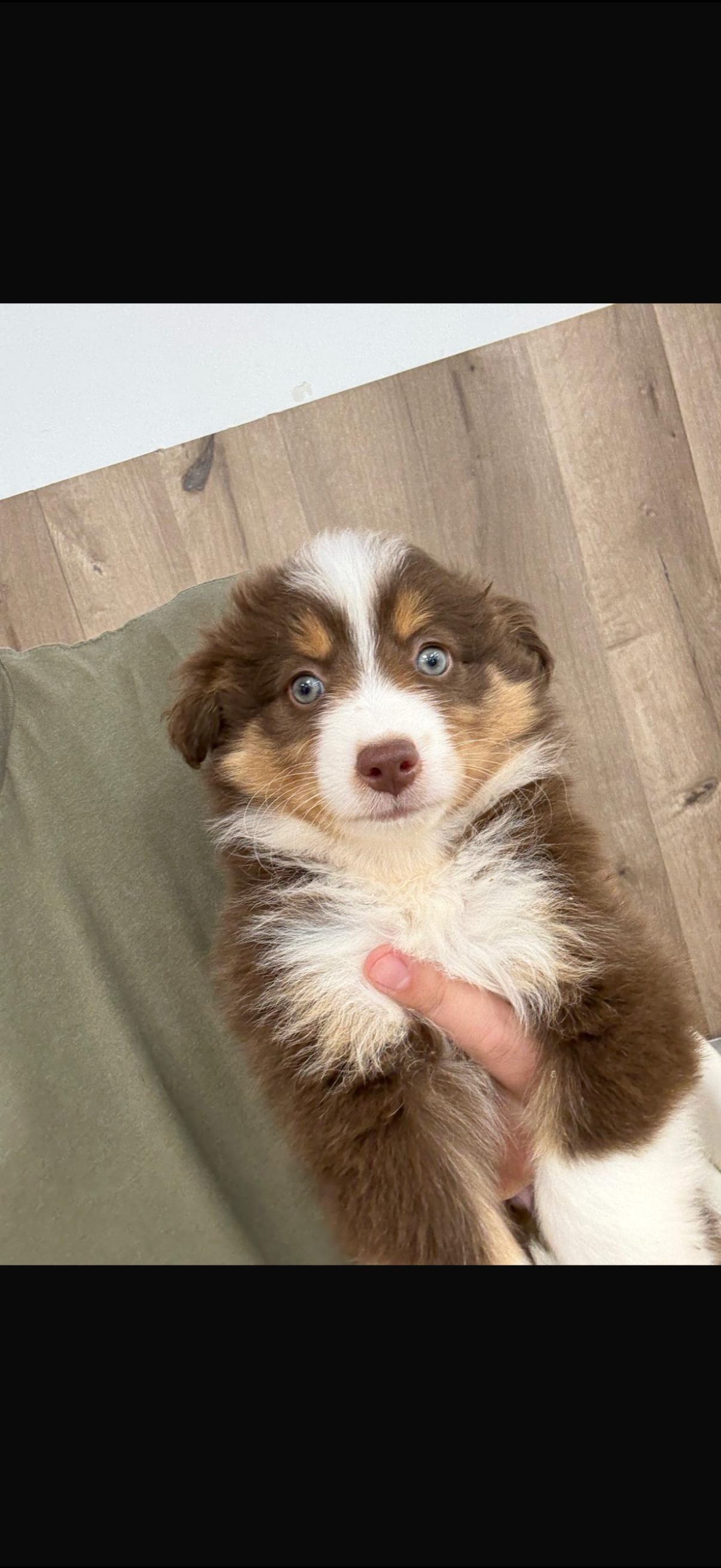 Australian Shepherd Puppies