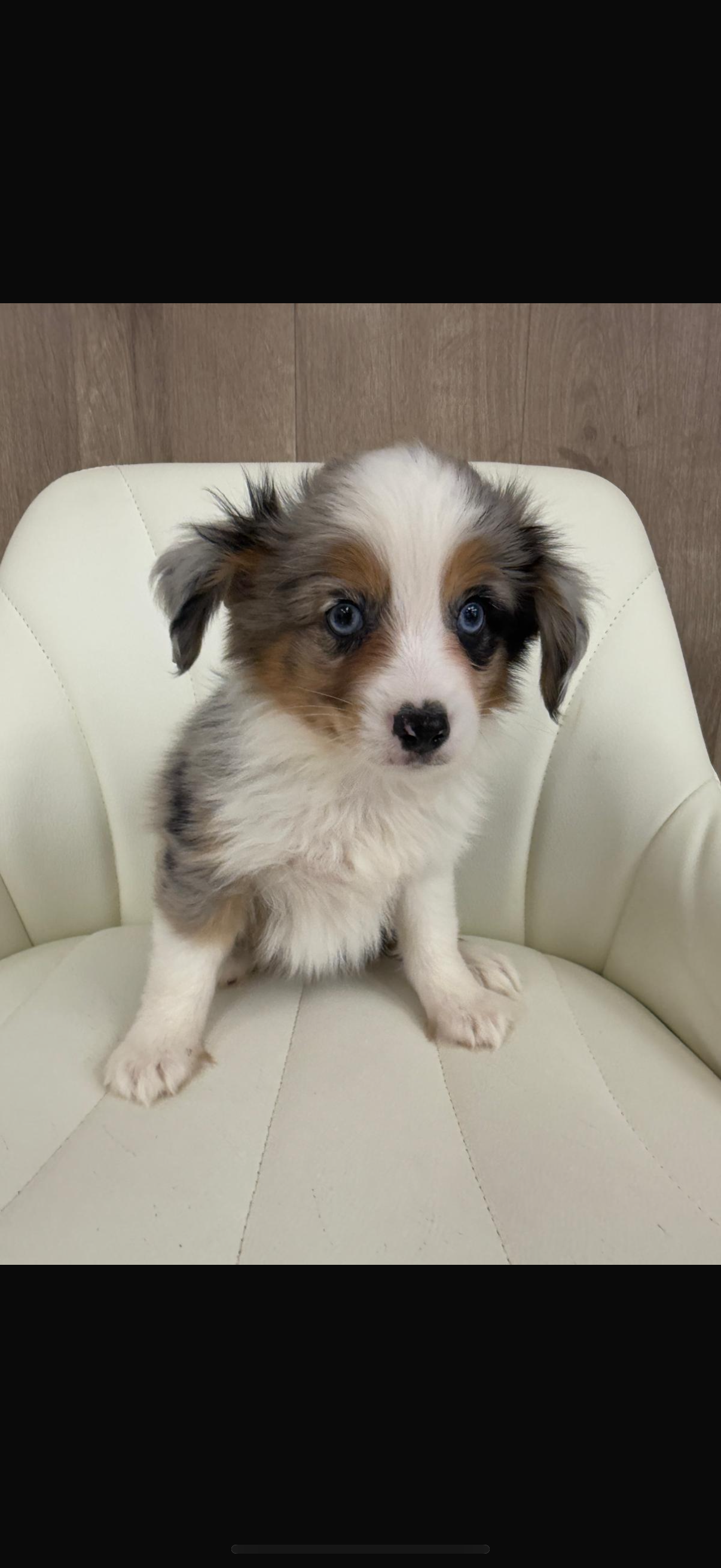Australian Shepherd Puppies