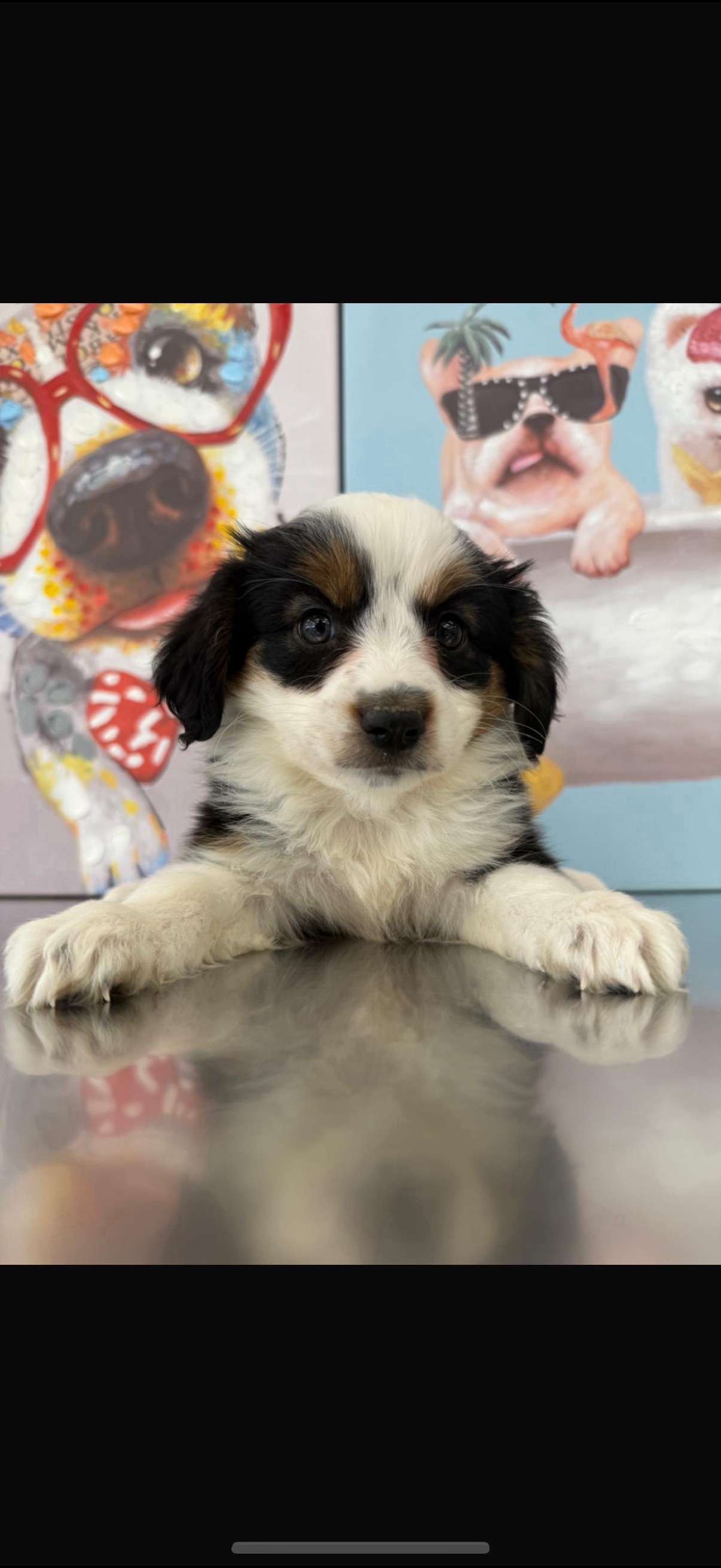 Australian Shepard Puppy