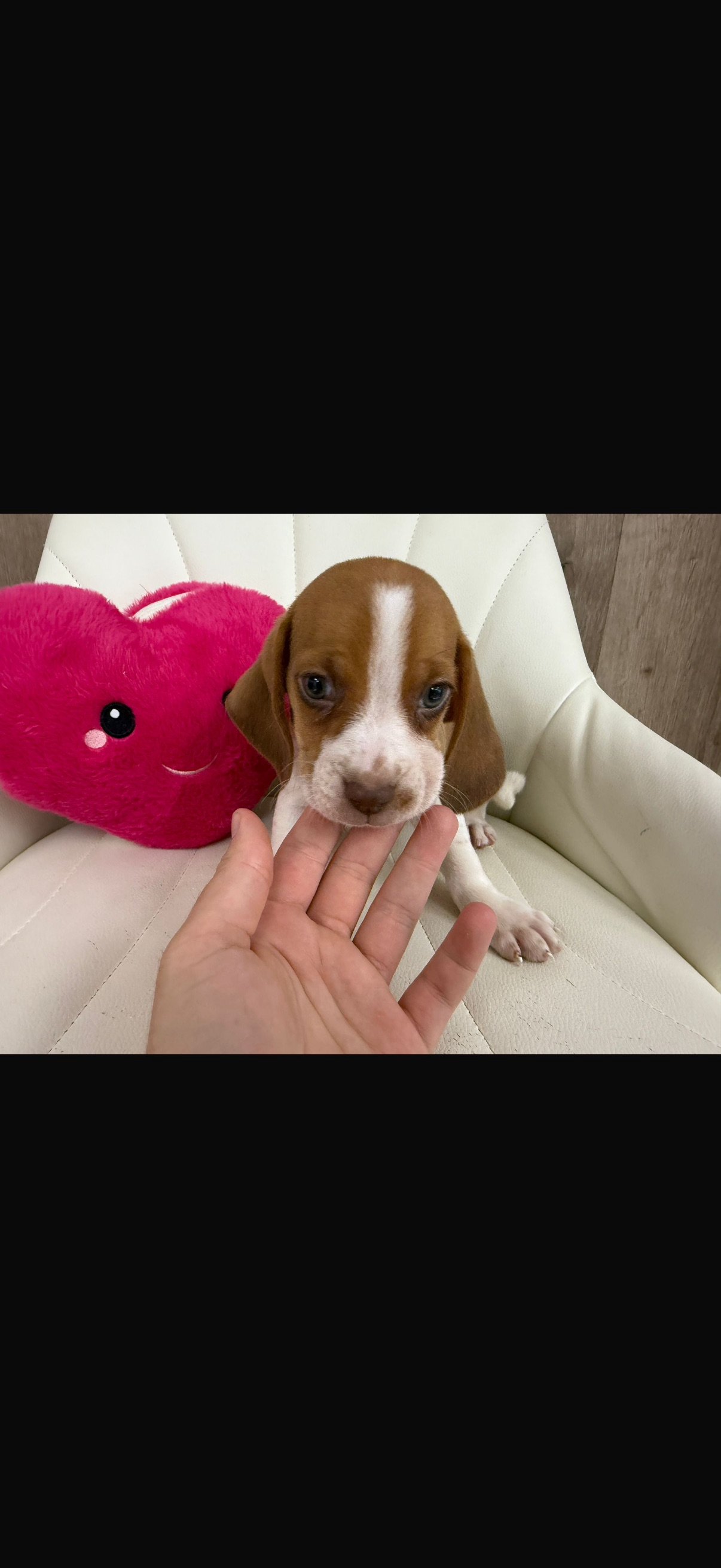 Beagle Puppy