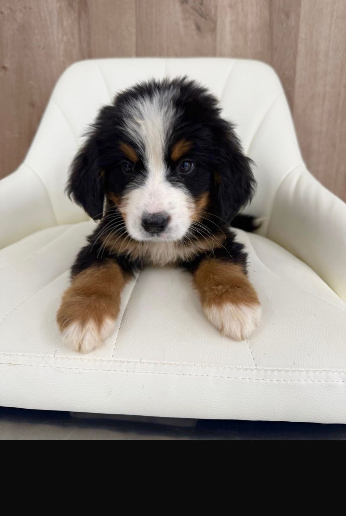 Burmese Mountain Puppy