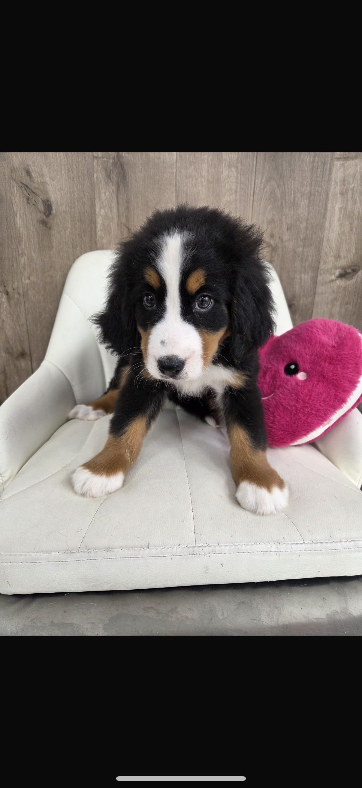 Bernese Mountain Puppy