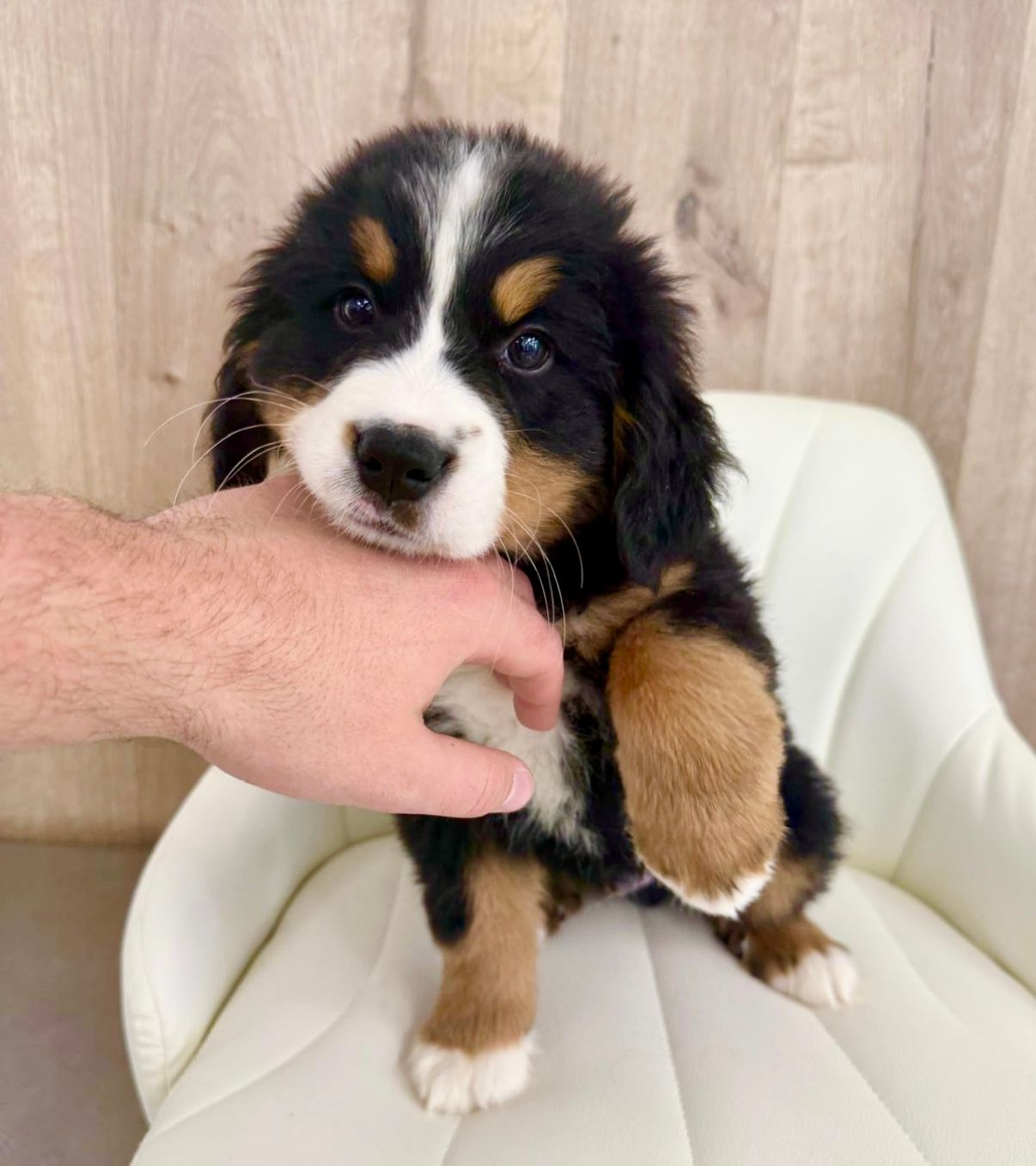 Burmese Mountain Puppy