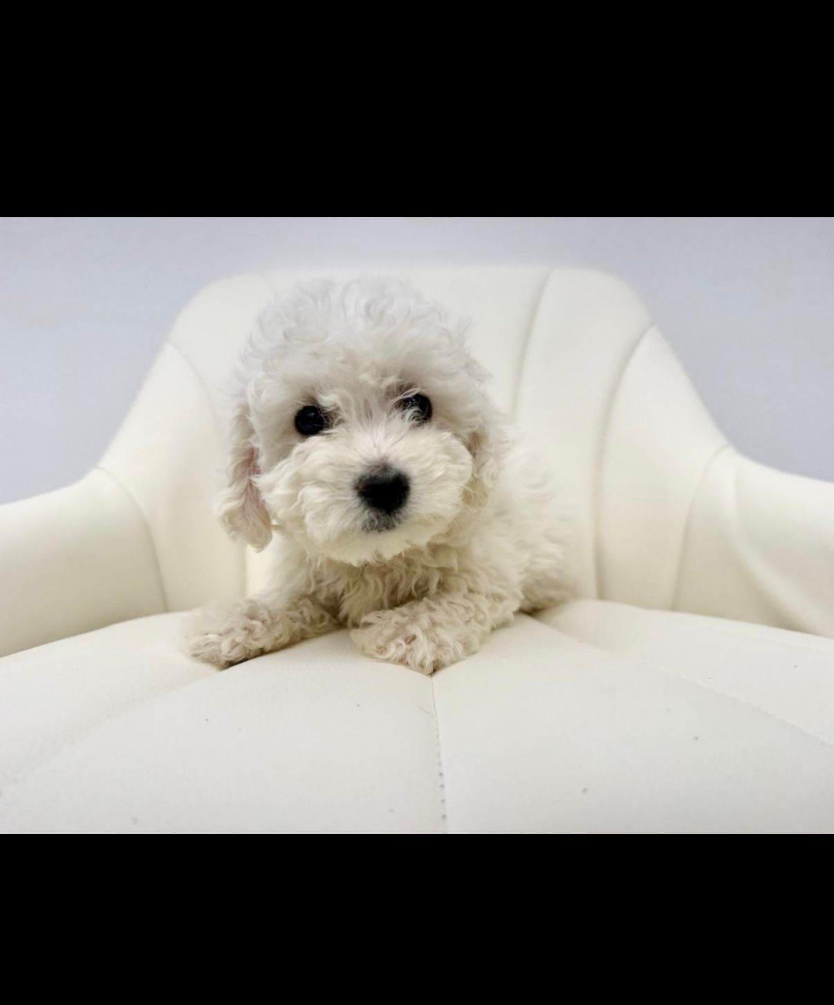 Bichon Frise Puppy