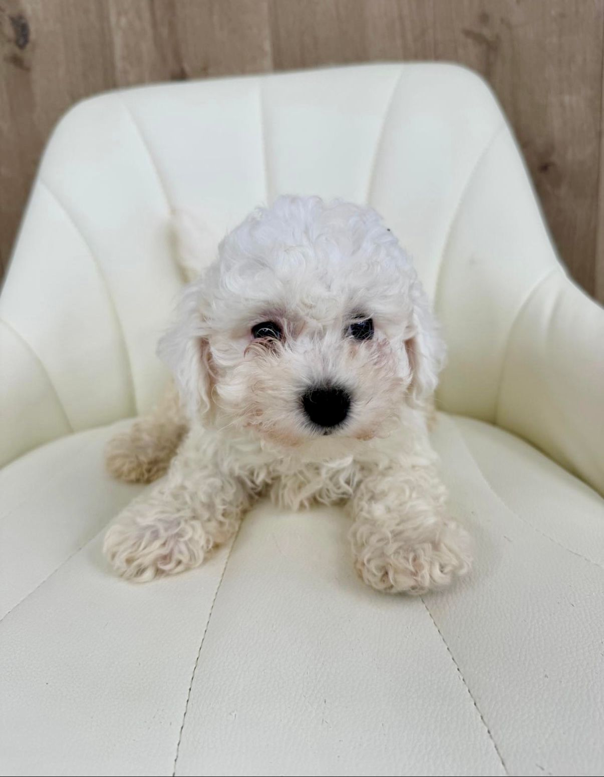 Bichon Frise Puppy