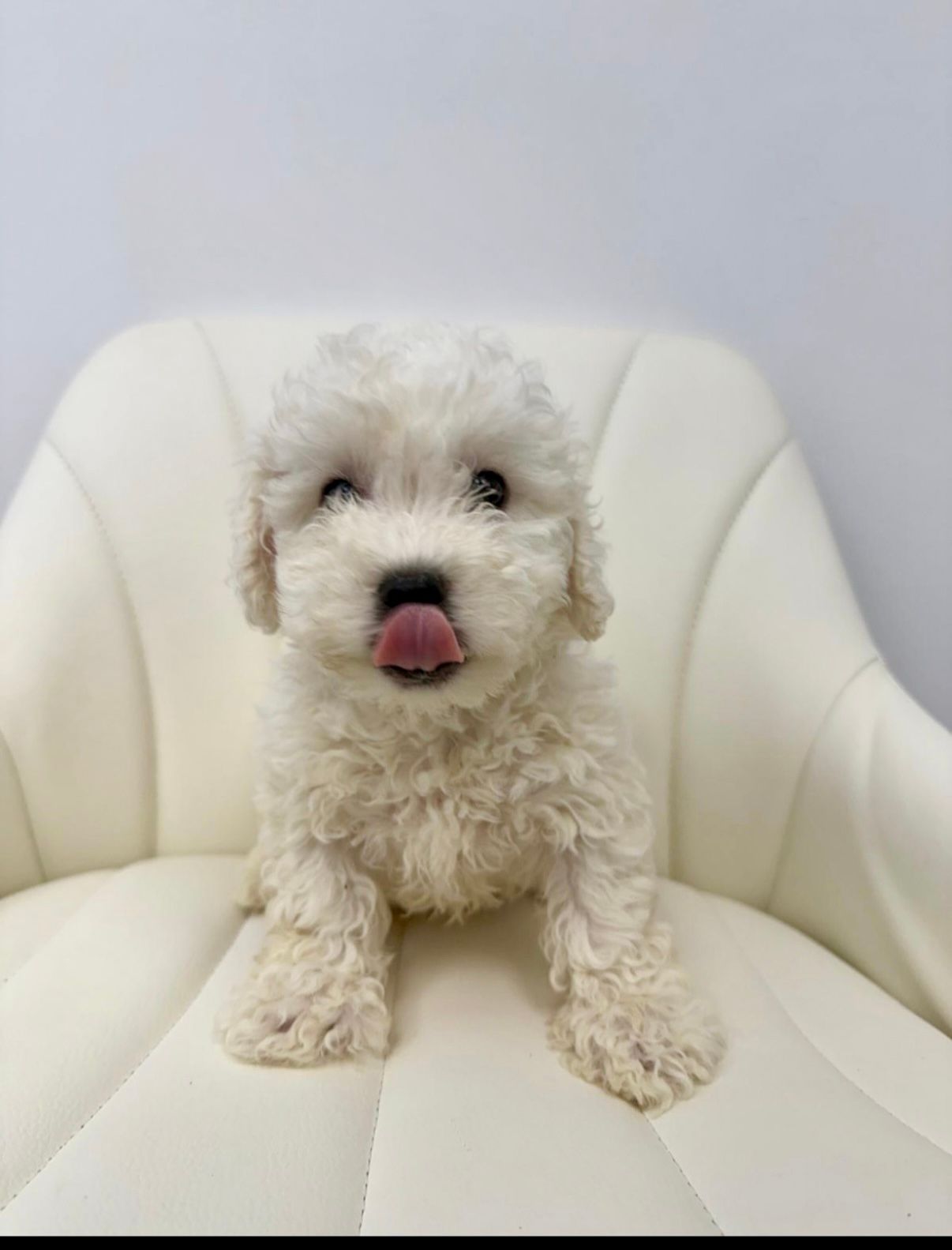 Bichon Frise Puppy