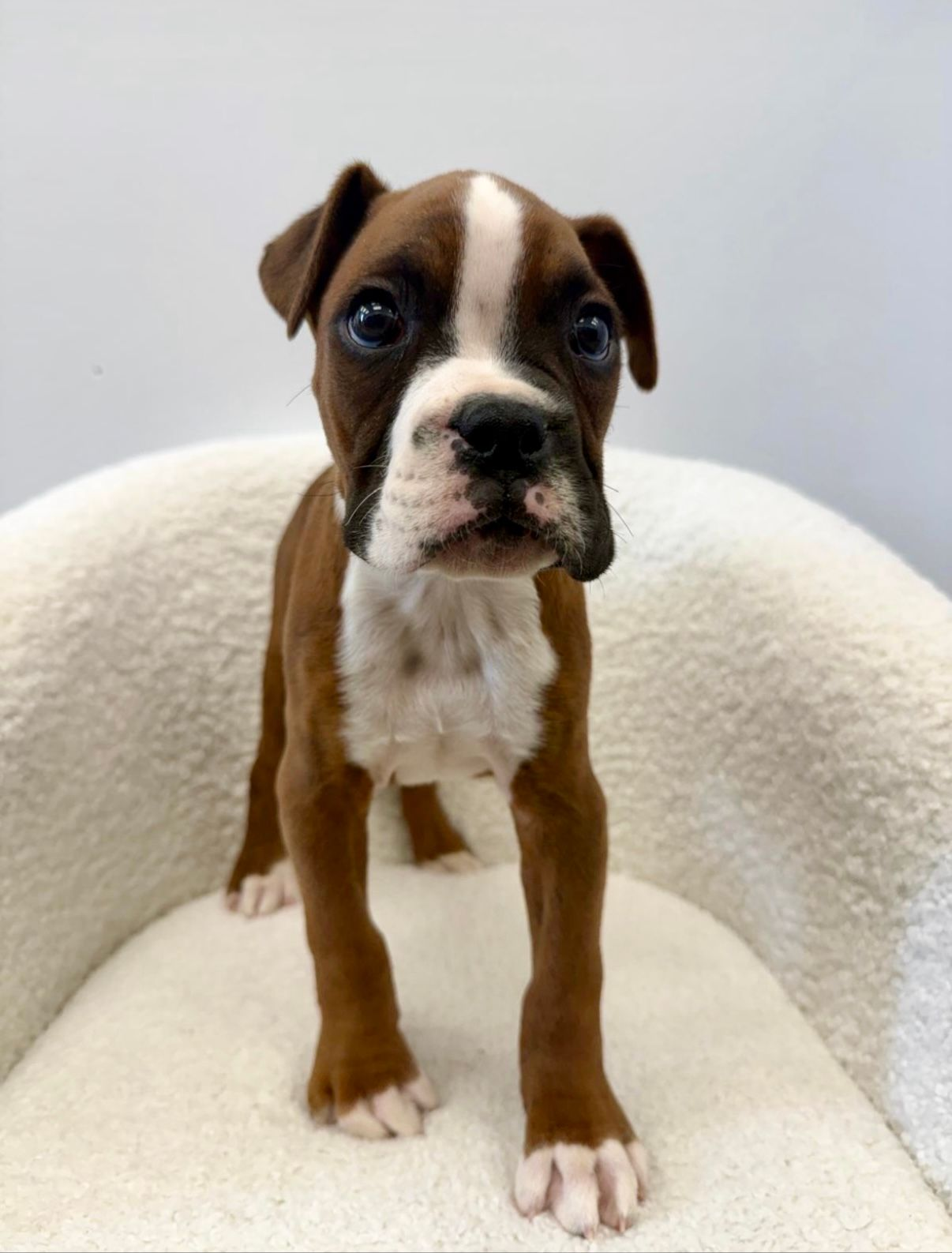 A brown and white boxer puppy is standing on a blanket and looking at the camera.