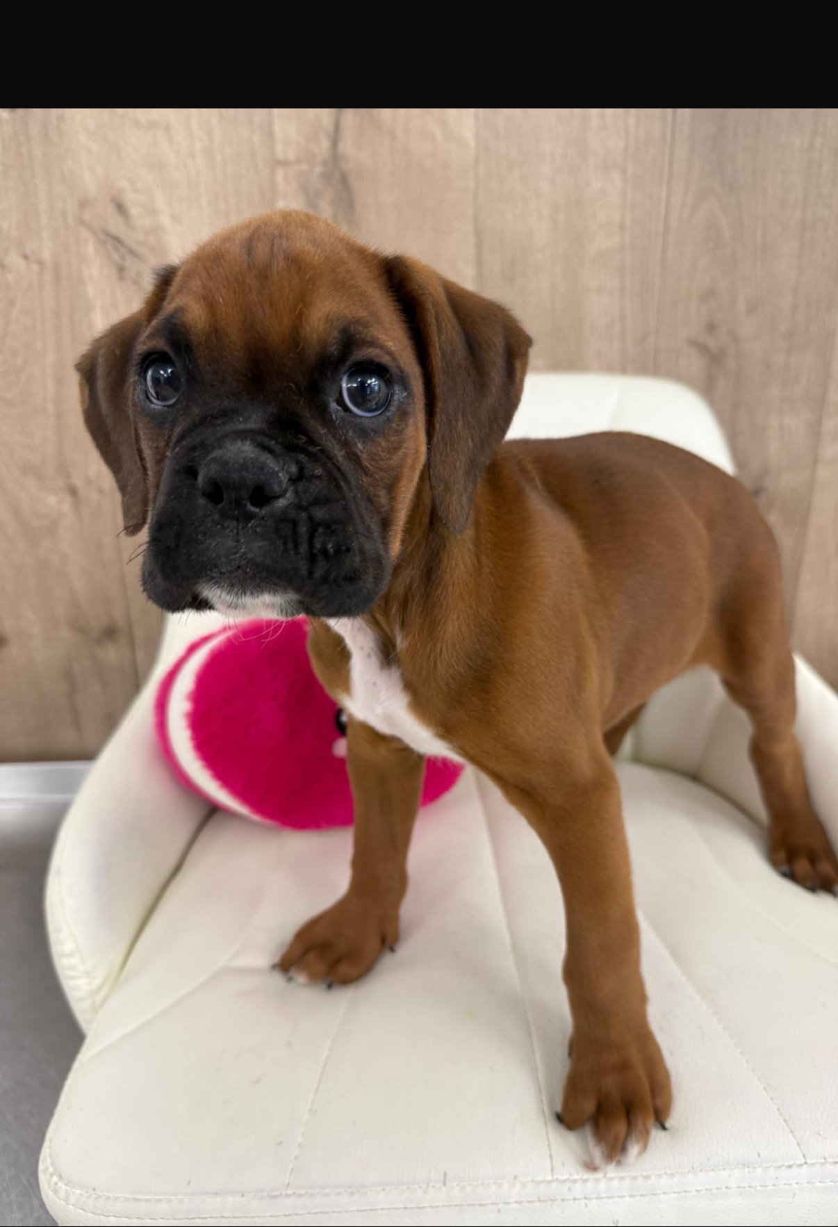 A black and white Boxer puppy is laying on a blanket.