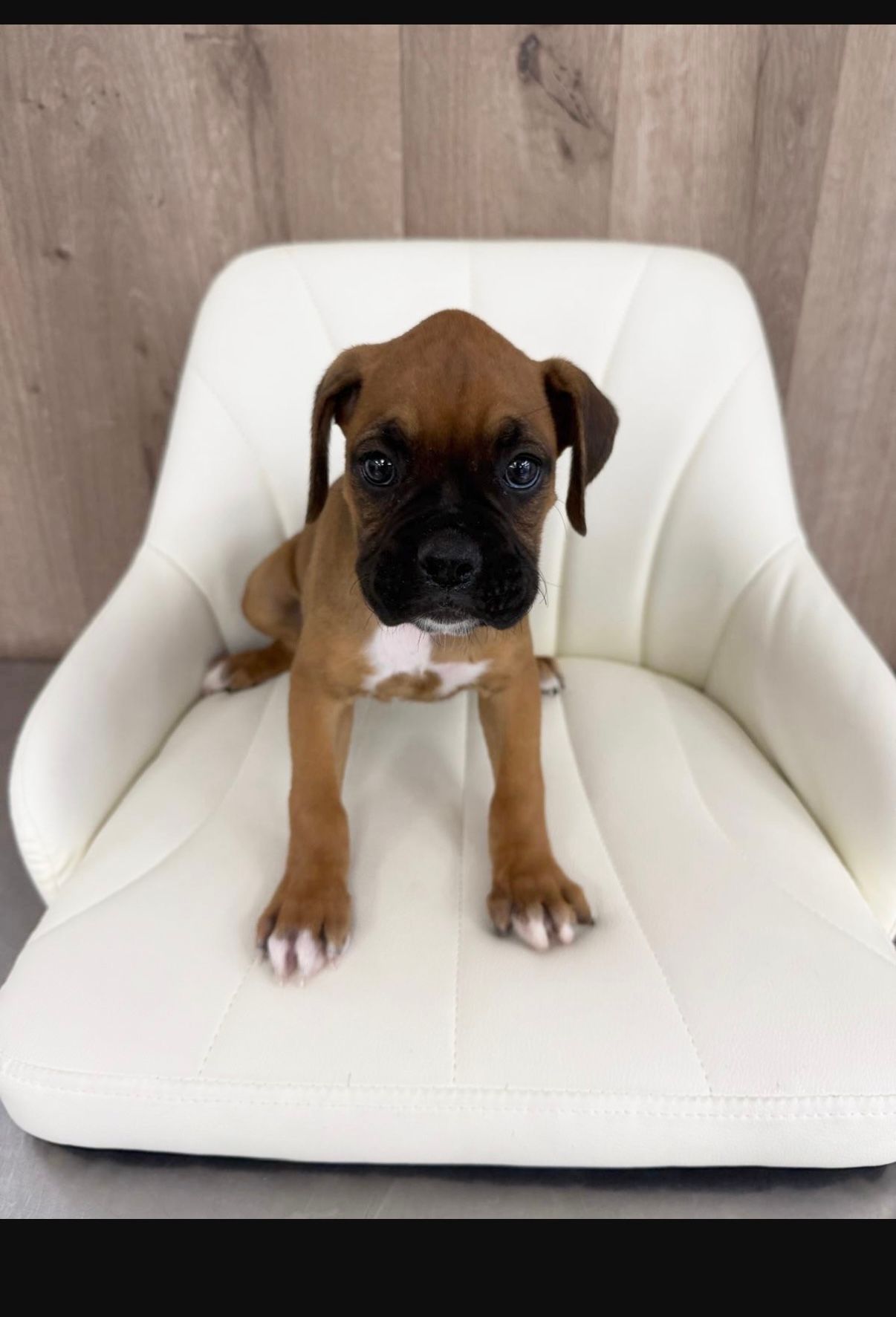 A brown and white boxer puppy is laying on a blanket.